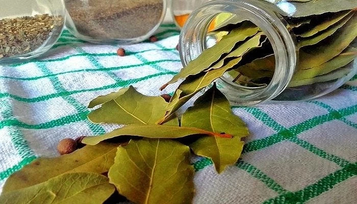 Τα φύλλα δάφνης κάνουν θαύματα- Τέλος οι πονοκέφαλοι και οι πόνοι στις αρθρώσεις με αυτές τις 2 σπιτικές συνταγές